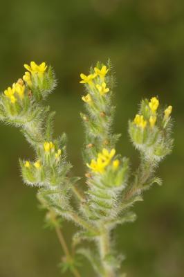 Grémil d'Apulie Neatostema apulum (L.) I.M.Johnst., 1953