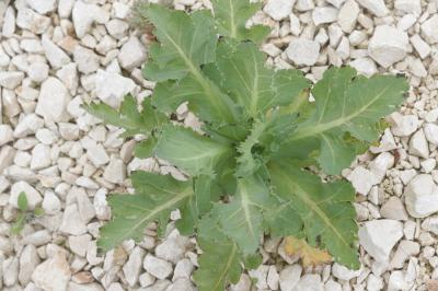 Pavot somnifère, Pavot officinal Papaver somniferum L., 1753
