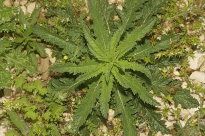 Molène blattaire, Herbe aux mites Verbascum blattaria L., 1753