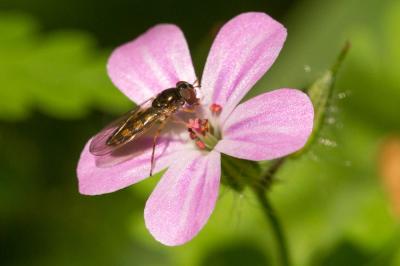  Melanostoma mellinum (Linnaeus, 1758)