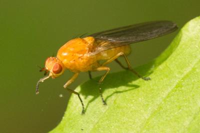  Dryomyza flaveola (Fabricius, 1794)