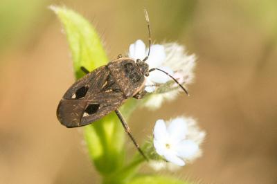  Graptopeltus lynceus (Fabricius, 1775)