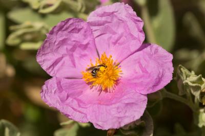 Lasioglossum Curtis, 1833