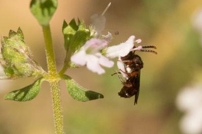  Nomada Scopoli, 1770