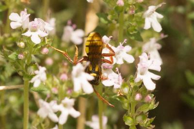  Nomada mutica Morawitz, 1872