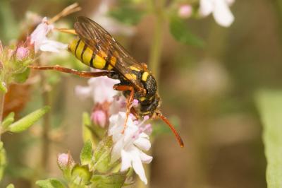  Nomada mutica Morawitz, 1872