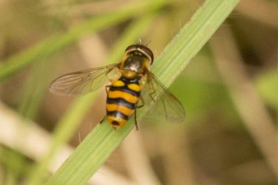  Eupeodes latifasciatus (Macquart, 1829)
