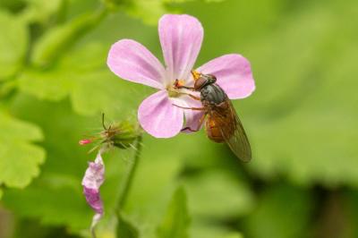  Rhingia rostrata (Linnaeus, 1758)
