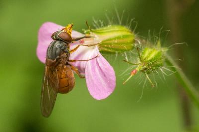  Rhingia rostrata (Linnaeus, 1758)