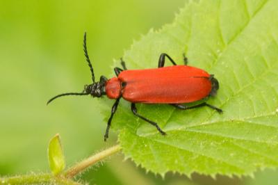 Cardinal, Pyrochore écarlate Pyrochroa coccinea (Linnaeus, 1760)