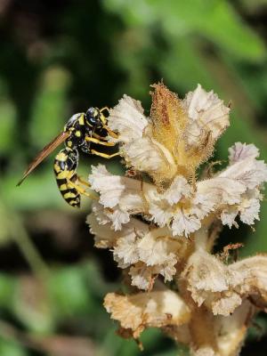  Polistes gallicus (Linnaeus, 1767)