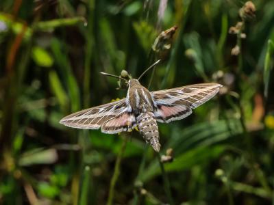 Sphinx livournien (Le) Hyles livornica (Esper, 1780)