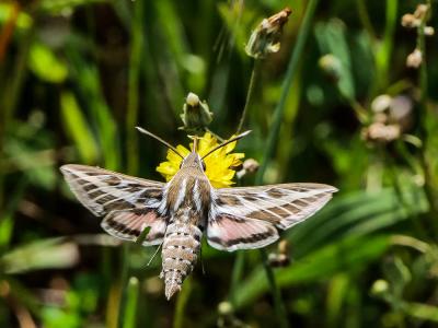Sphinx livournien (Le) Hyles livornica (Esper, 1780)