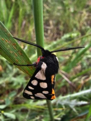 Ecaille fermière (L'), Ecaille villageoise (L') Arctia villica (Linnaeus, 1758)