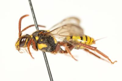  Nomada mutica Morawitz, 1872