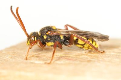  Nomada mutica Morawitz, 1872