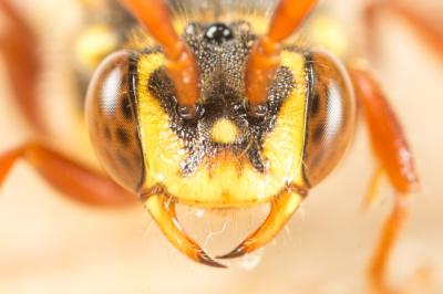  Nomada mutica Morawitz, 1872