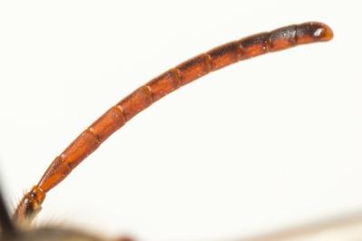  Nomada mutica Morawitz, 1872