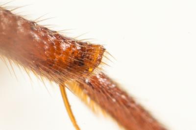  Nomada mutica Morawitz, 1872