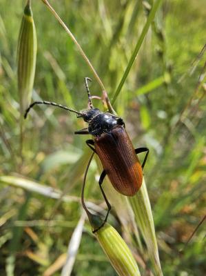 Omophlus orangé Omophlus lepturoides (Fabricius, 1787)