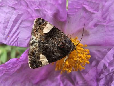 Noctuelle en deuil (La) Tyta luctuosa (Denis & Schiffermüller, 1775)