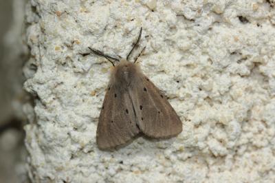 Ecaille mendiante (L') Diaphora mendica (Clerck, 1759)