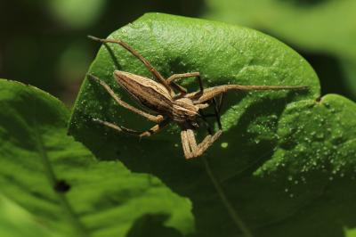 Pisaure admirable Pisaura mirabilis (Clerck, 1758)