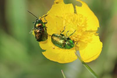  Cryptocephalus Geoffroy, 1762