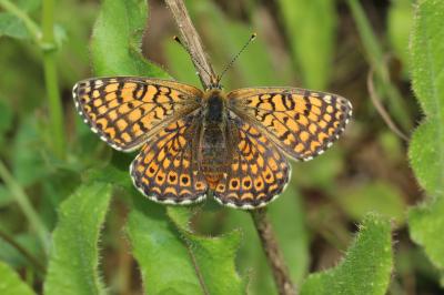 Mélitée du Plantain (La), Déesse à ceinturons (La) Melitaea cinxia (Linnaeus, 1758)