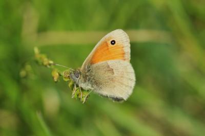 Fadet commun (Le), Procris (Le), Petit Papillon de Coenonympha pamphilus (Linnaeus, 1758)