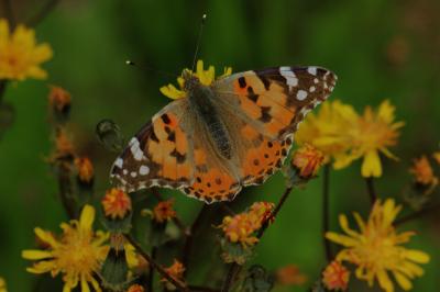 Vanesse des Chardons (La), Belle-Dame (La), Vaness Vanessa cardui (Linnaeus, 1758)