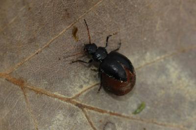  Colaspidema barbarum (Fabricius, 1792)