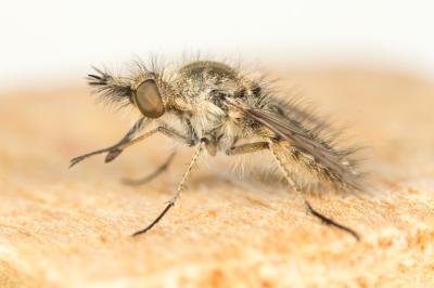  Conophorus virescens (Fabricius, 1789)