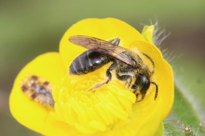  Andrena ranunculi Schmiedeknecht, 1883