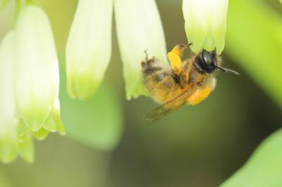 Anthophore commune, Anthophore plumeuse, Anthophor Anthophora plumipes (Pallas, 1772)