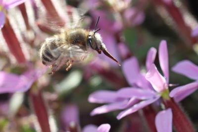 Anthophore de la sauge Anthophora salviae (Panzer, 1804)