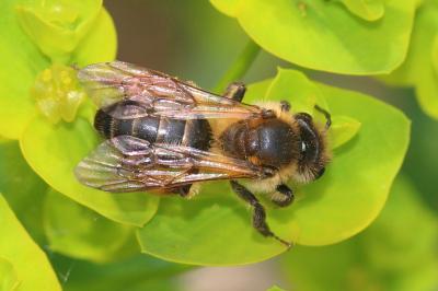  Andrena ferox Smith, 1847