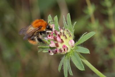 Bourdon des champs Bombus pascuorum (Scopoli, 1763)