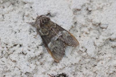 Triple Tache (La) Drymonia dodonaea (Denis & Schiffermüller, 1775)