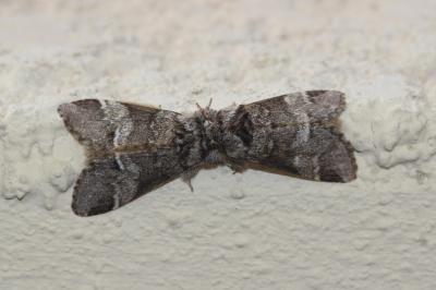 Triple Tache (La) Drymonia dodonaea (Denis & Schiffermüller, 1775)