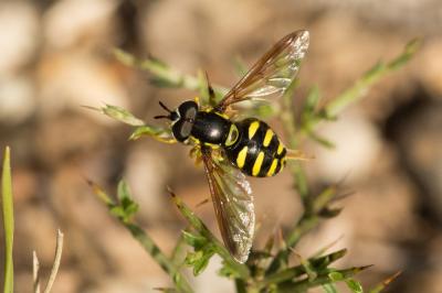 Chrysotoxum Meigen, 1803