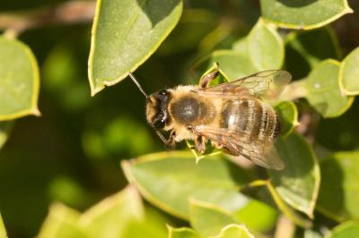  Andrena nigroaenea (Kirby, 1802)