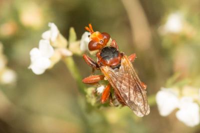  Myopa dorsalis Fabricius, 1794