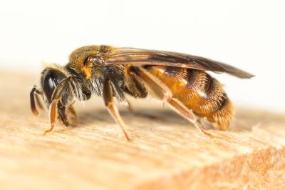  Andrena hystrix Schmiedeknecht, 1883