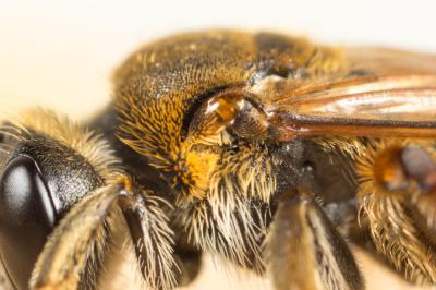 Andrena hystrix Schmiedeknecht, 1883