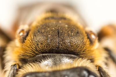  Andrena hystrix Schmiedeknecht, 1883