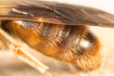  Andrena hystrix Schmiedeknecht, 1883