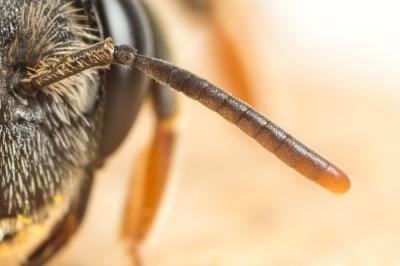  Andrena hystrix Schmiedeknecht, 1883