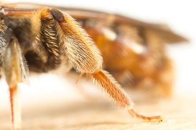  Andrena hystrix Schmiedeknecht, 1883