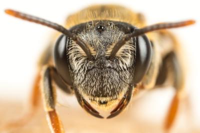  Andrena hystrix Schmiedeknecht, 1883